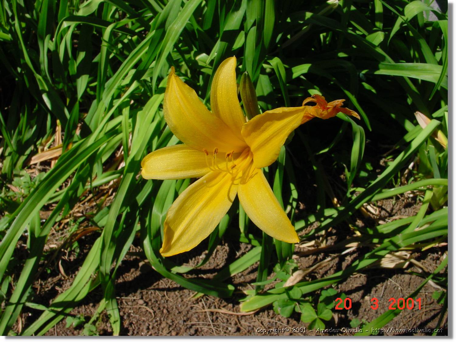 Flors_069.jpg