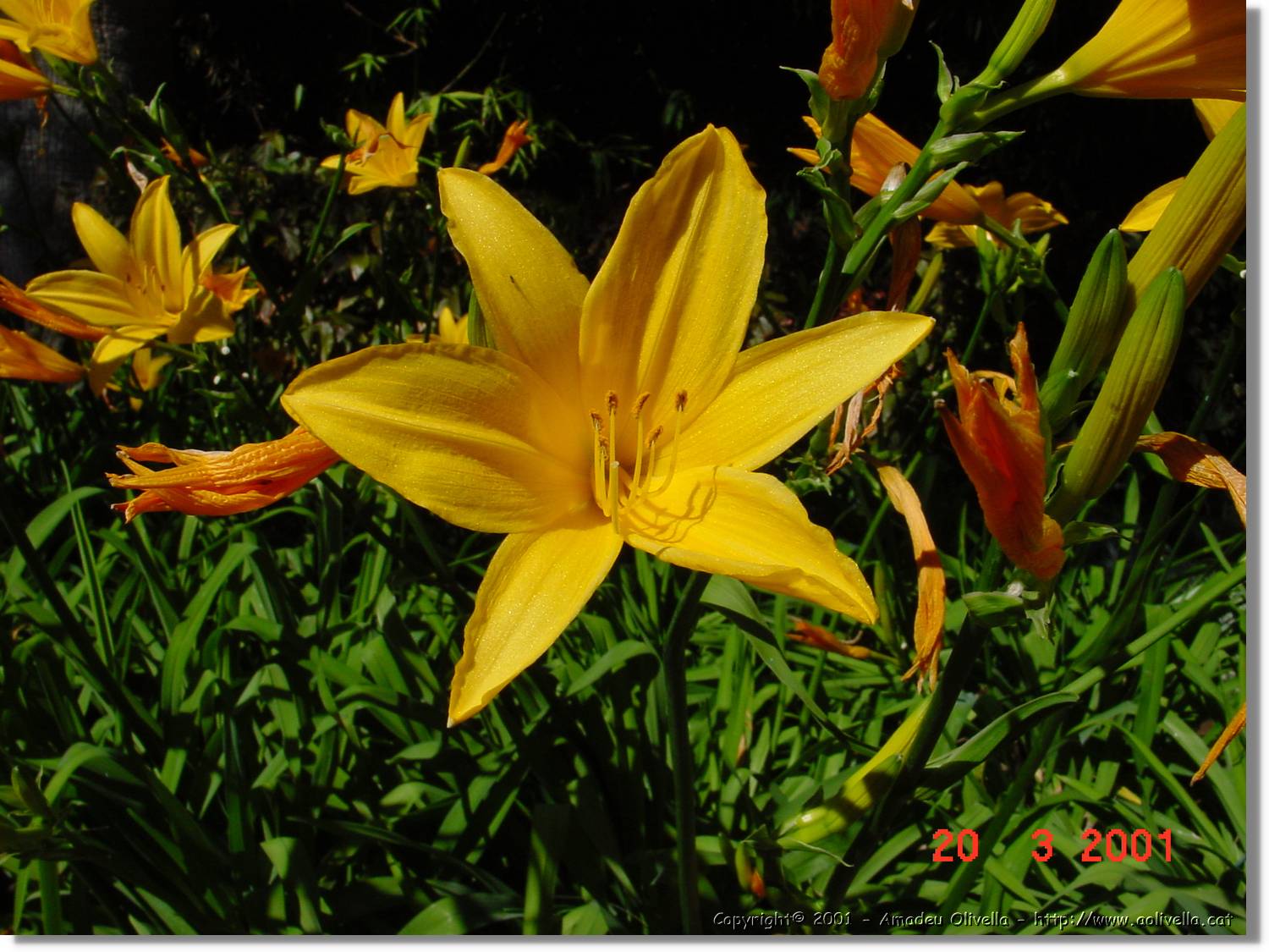 Flors_070.jpg