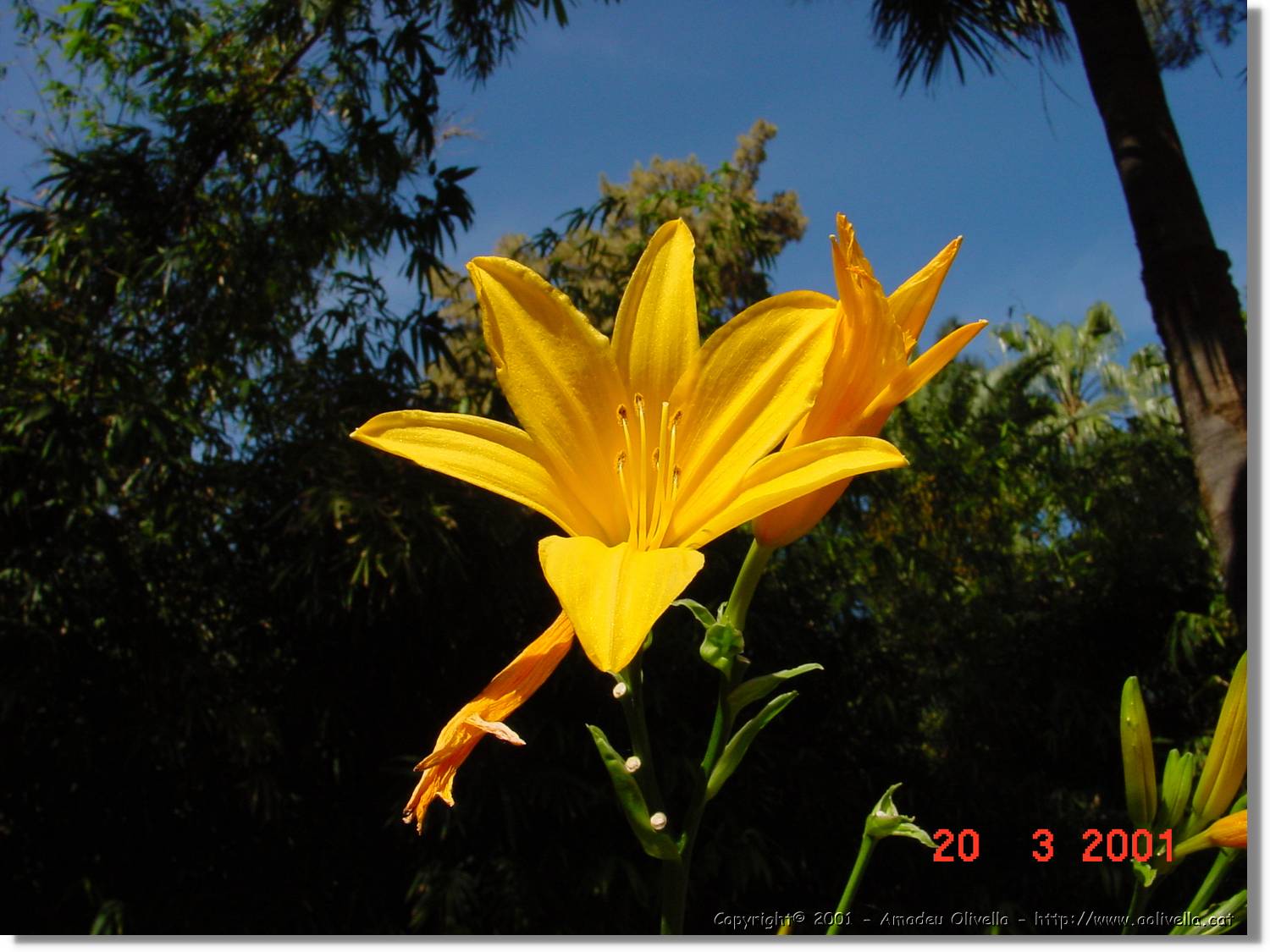 Flors_071.jpg