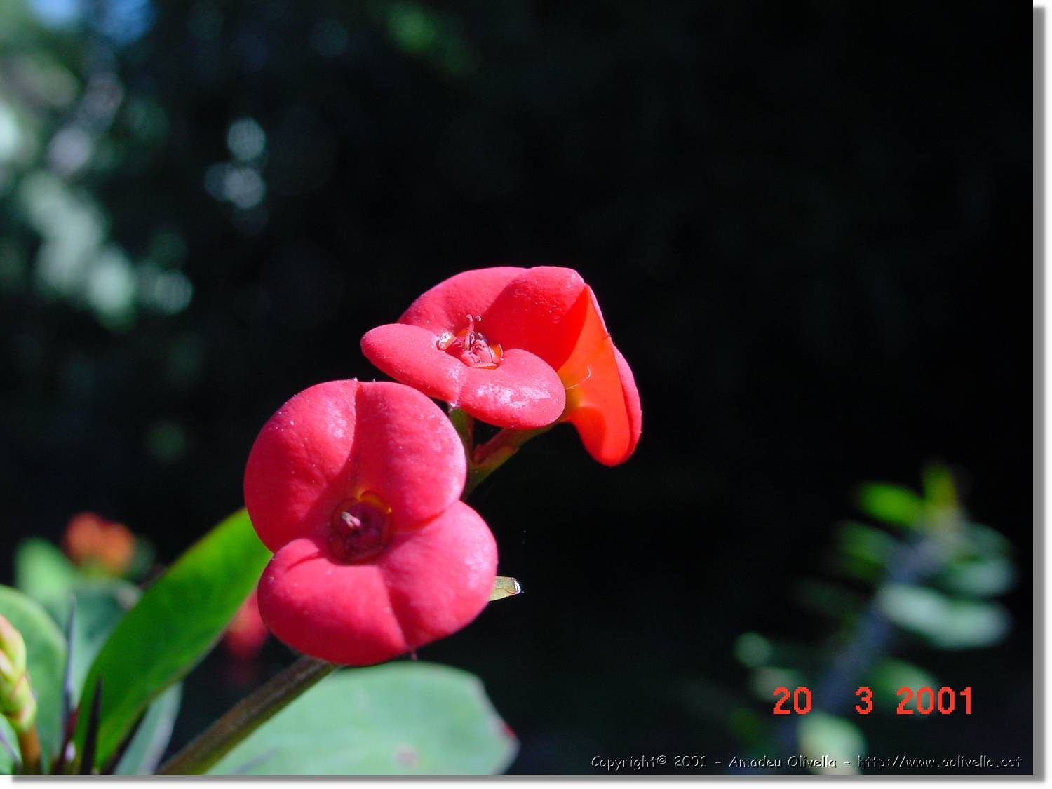 Flors_073.jpg