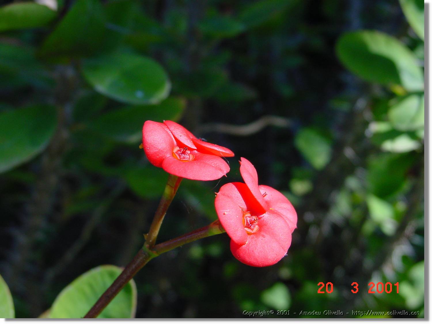 Flors_074.jpg