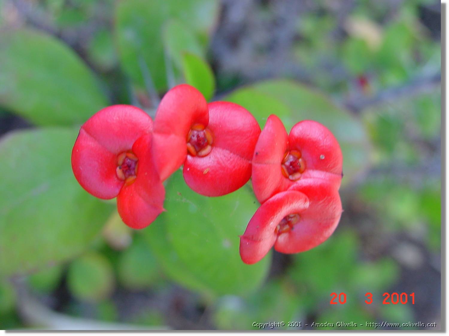 Flors_075.jpg