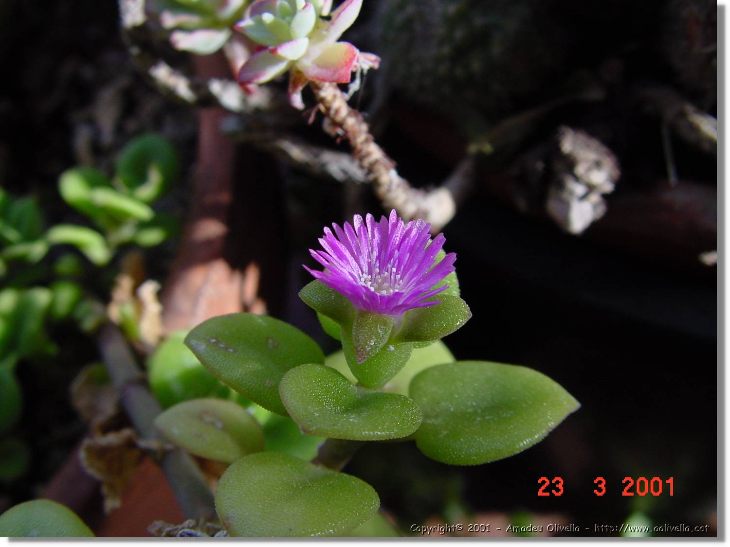 Flors_077.jpg