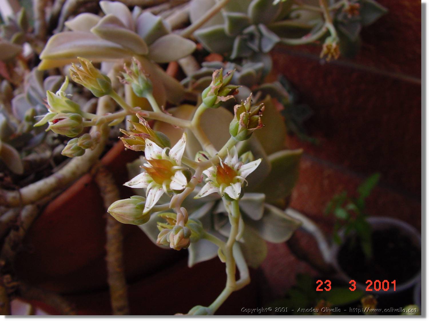 Flors_080.jpg