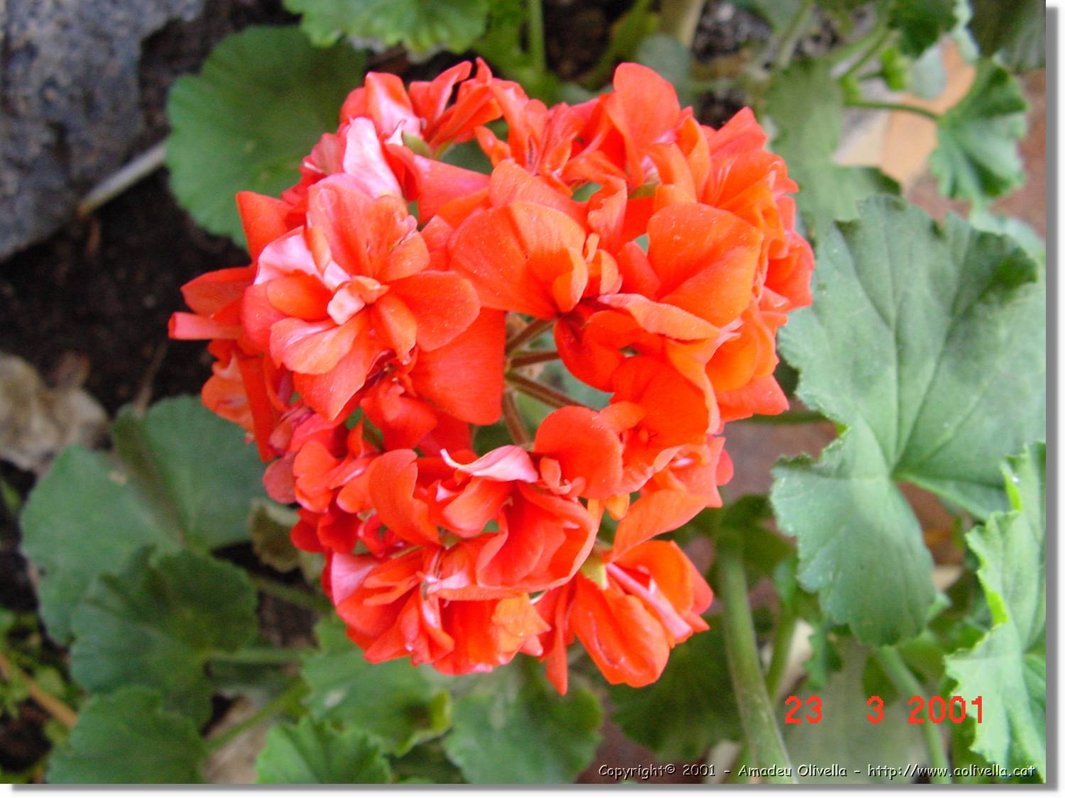 Flors_081.jpg