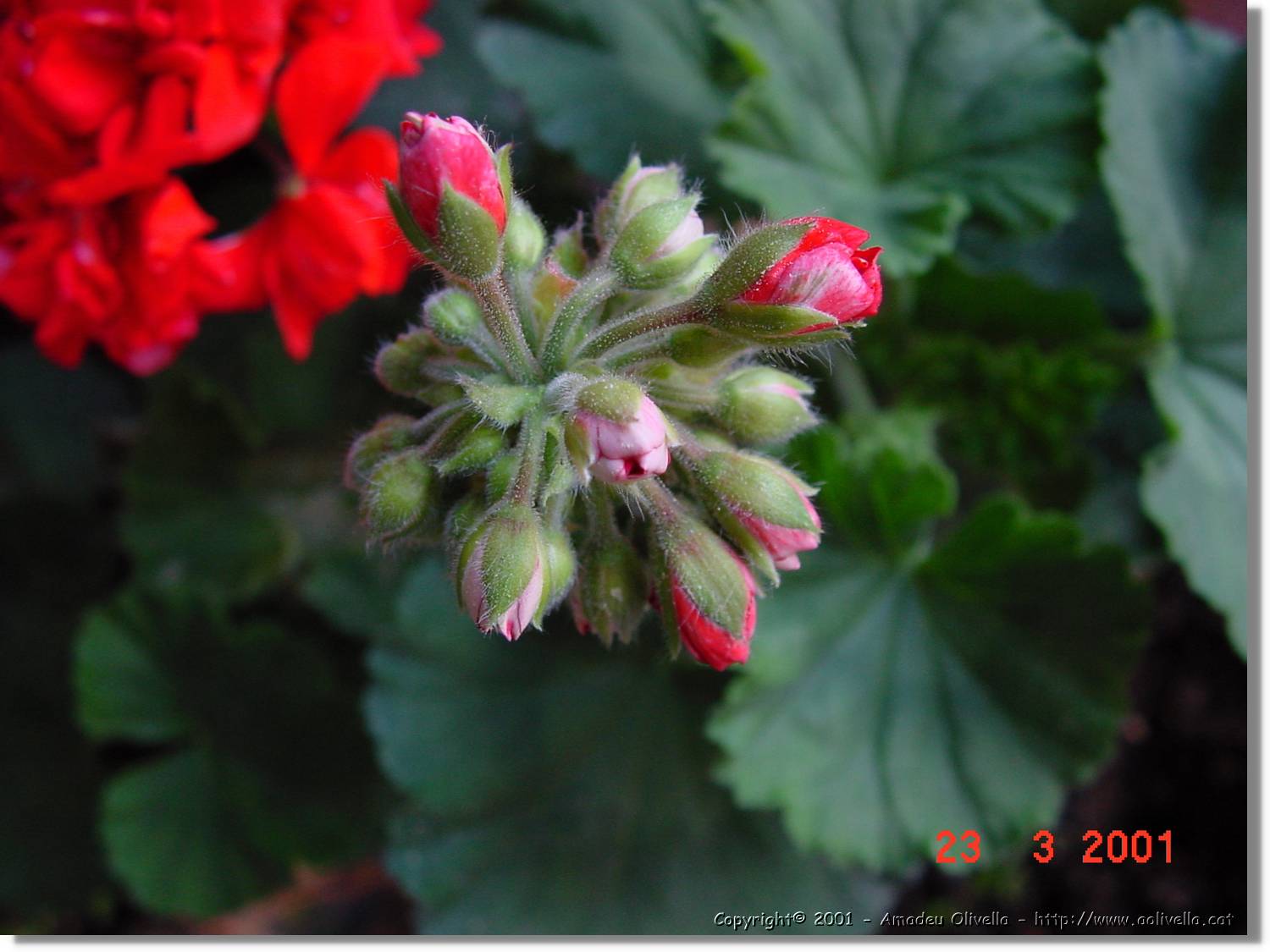 Flors_082.jpg