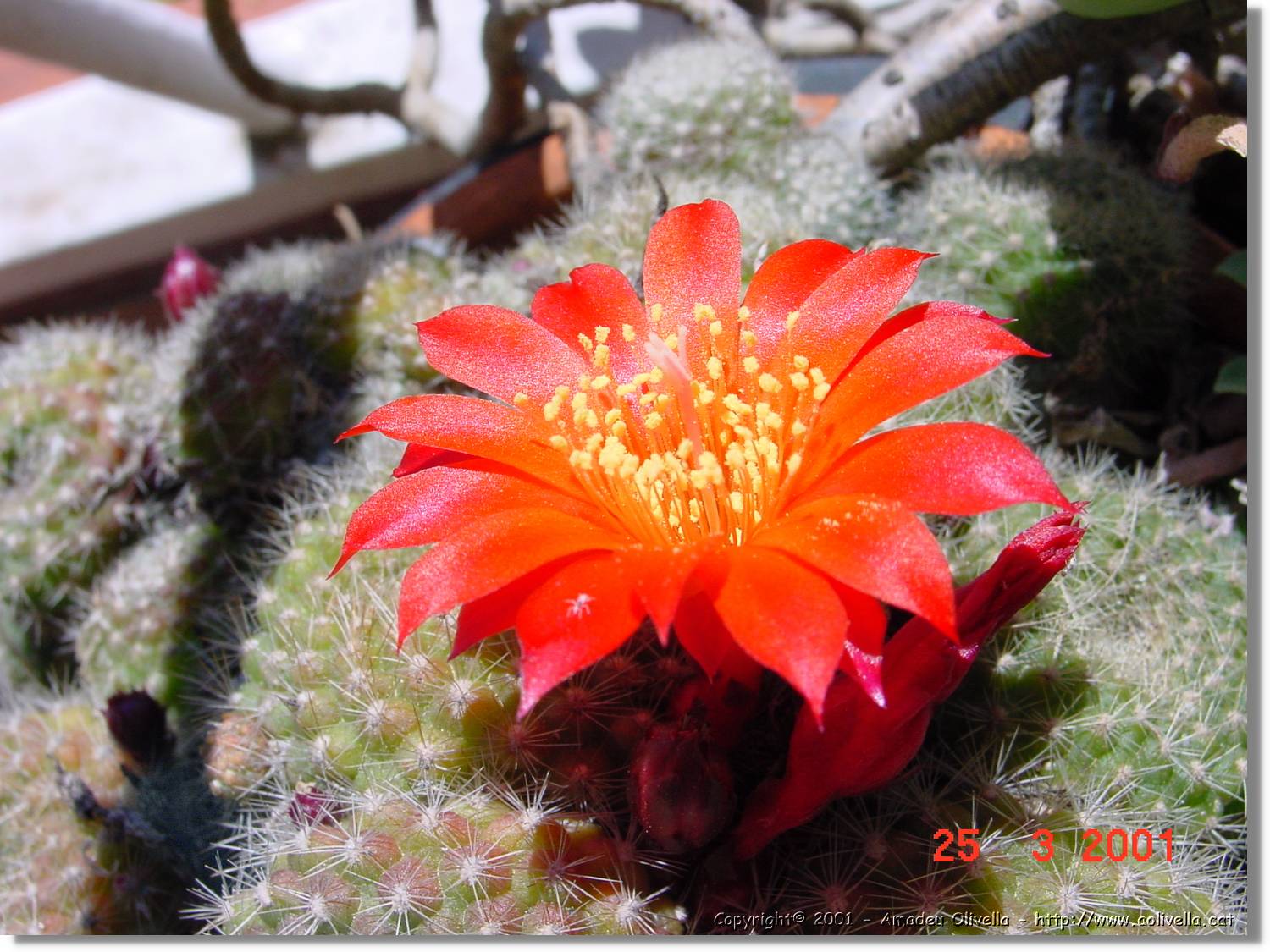 Flors_083.jpg