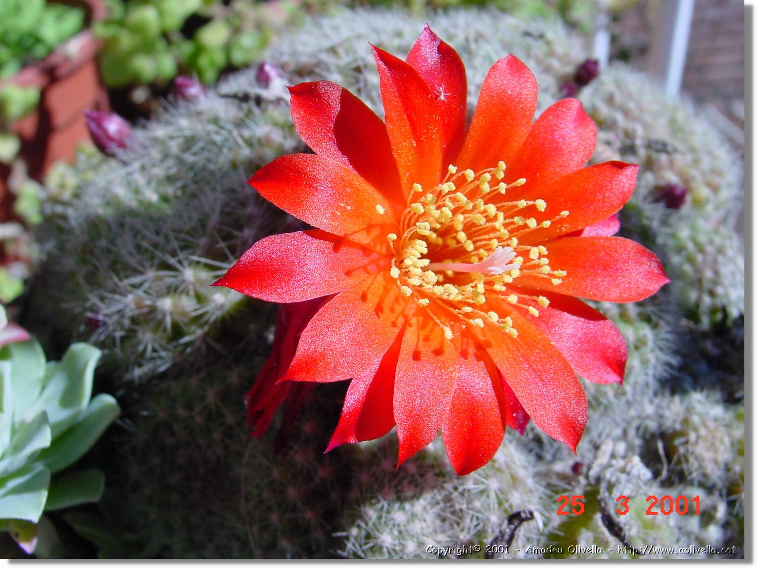 Flors_084.jpg