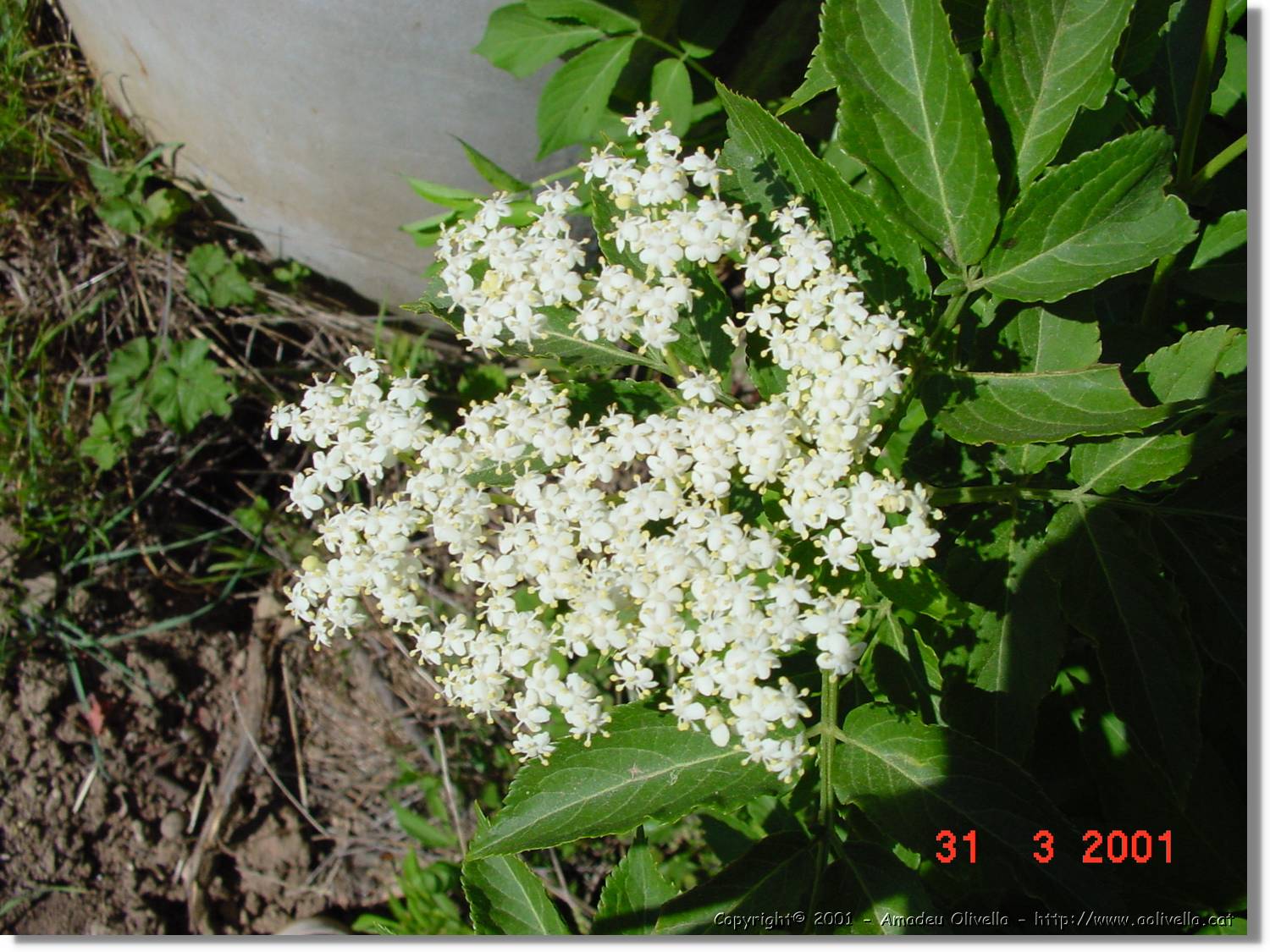Flors_086.jpg