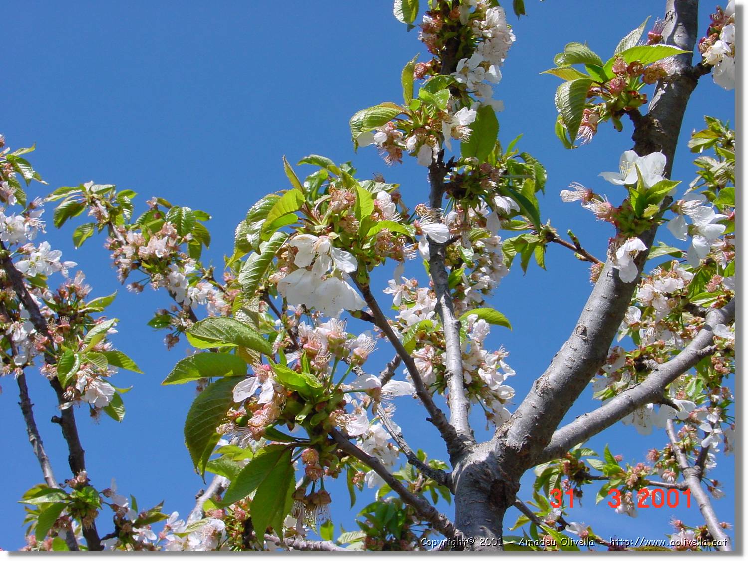 Flors_088.jpg