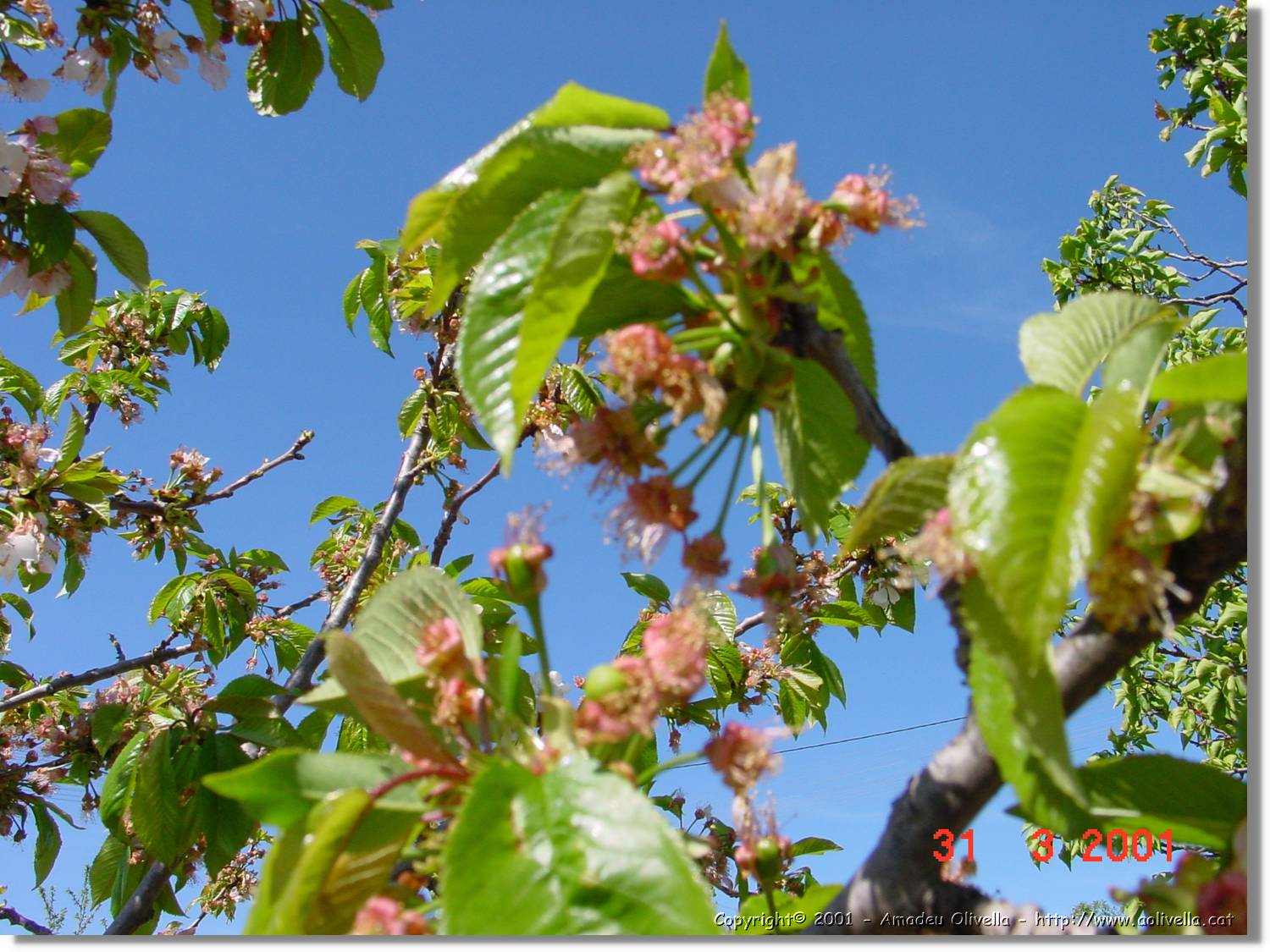 Flors_089.jpg
