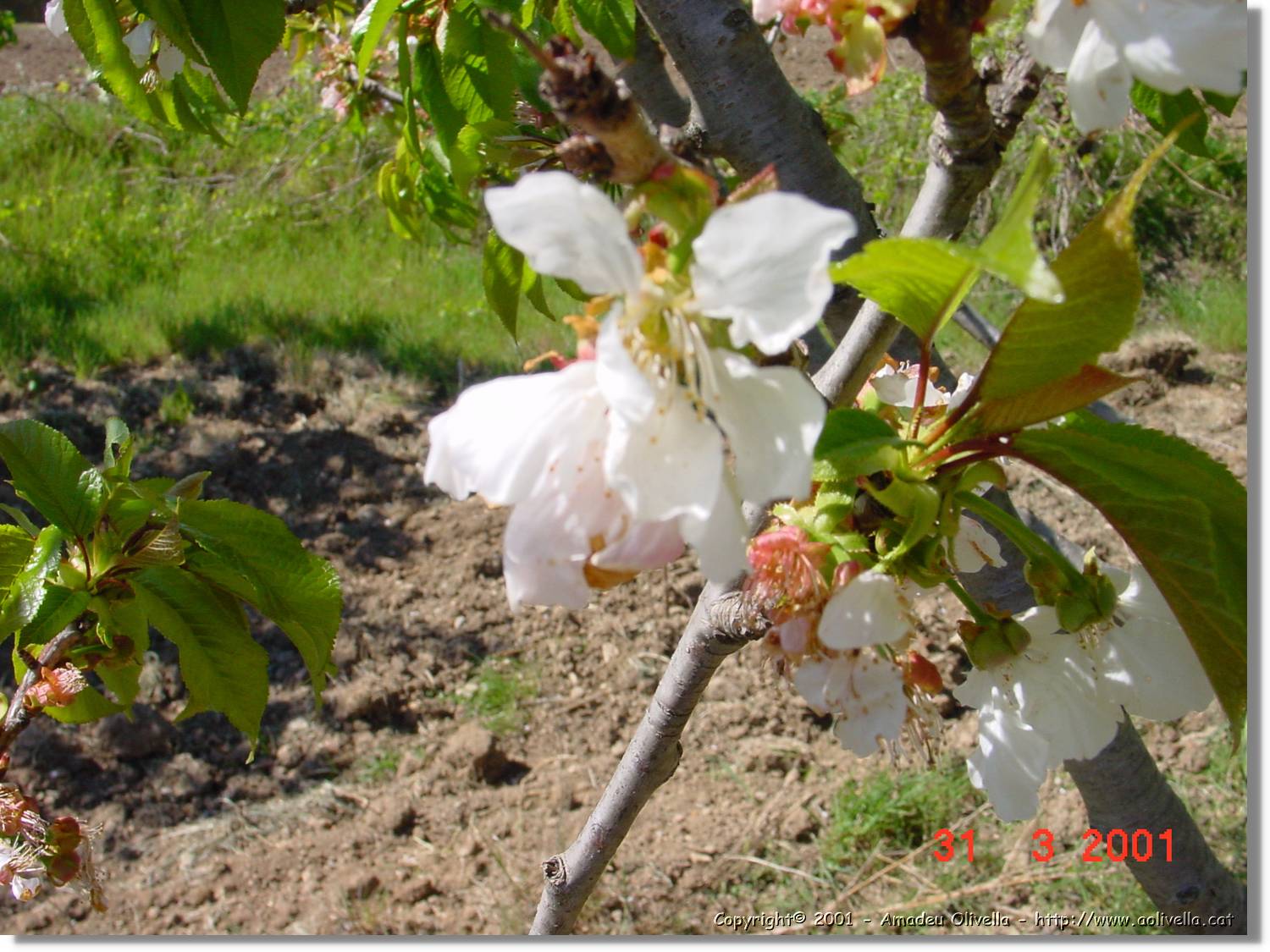 Flors_090.jpg