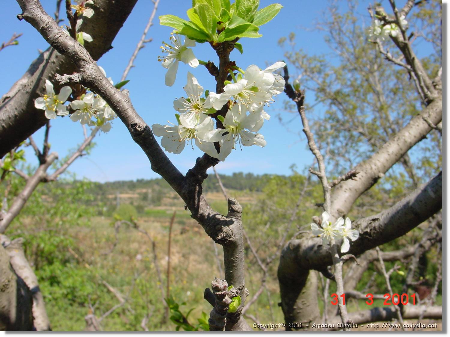 Flors_092.jpg