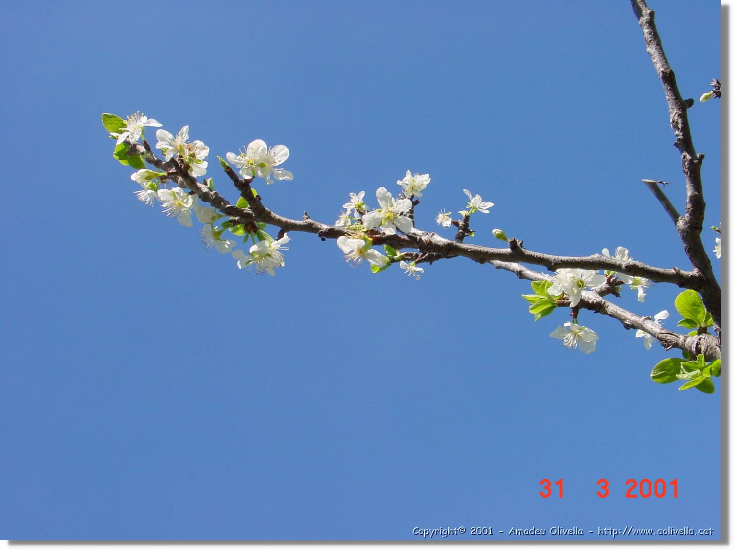 Flors_093.jpg