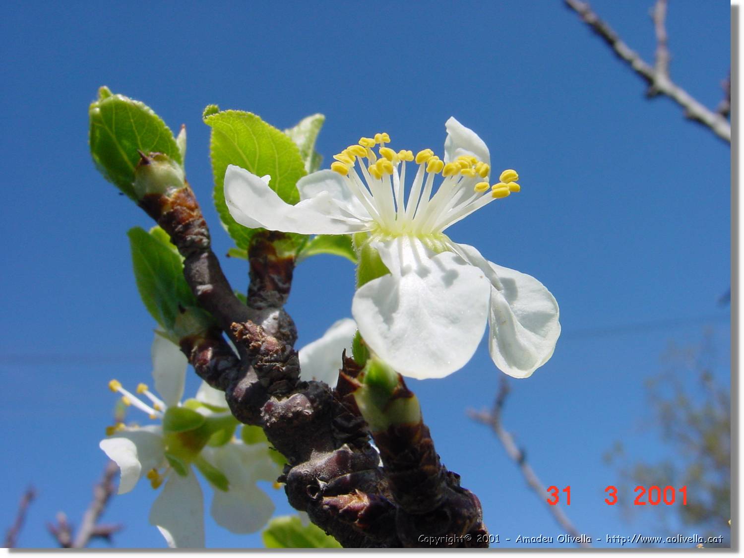 Flors_094.jpg
