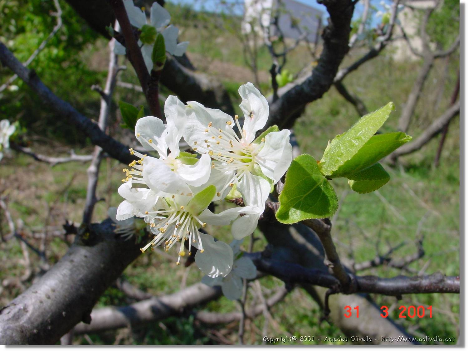 Flors_095.jpg
