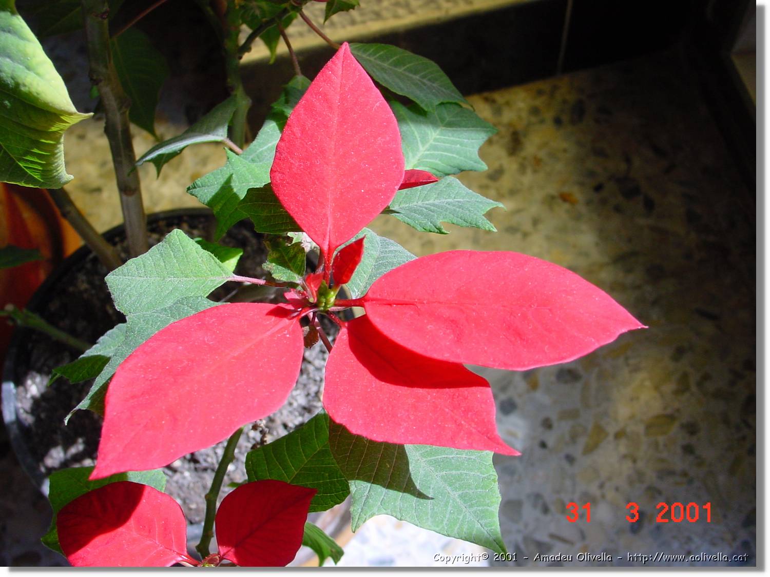 Flors_098.jpg