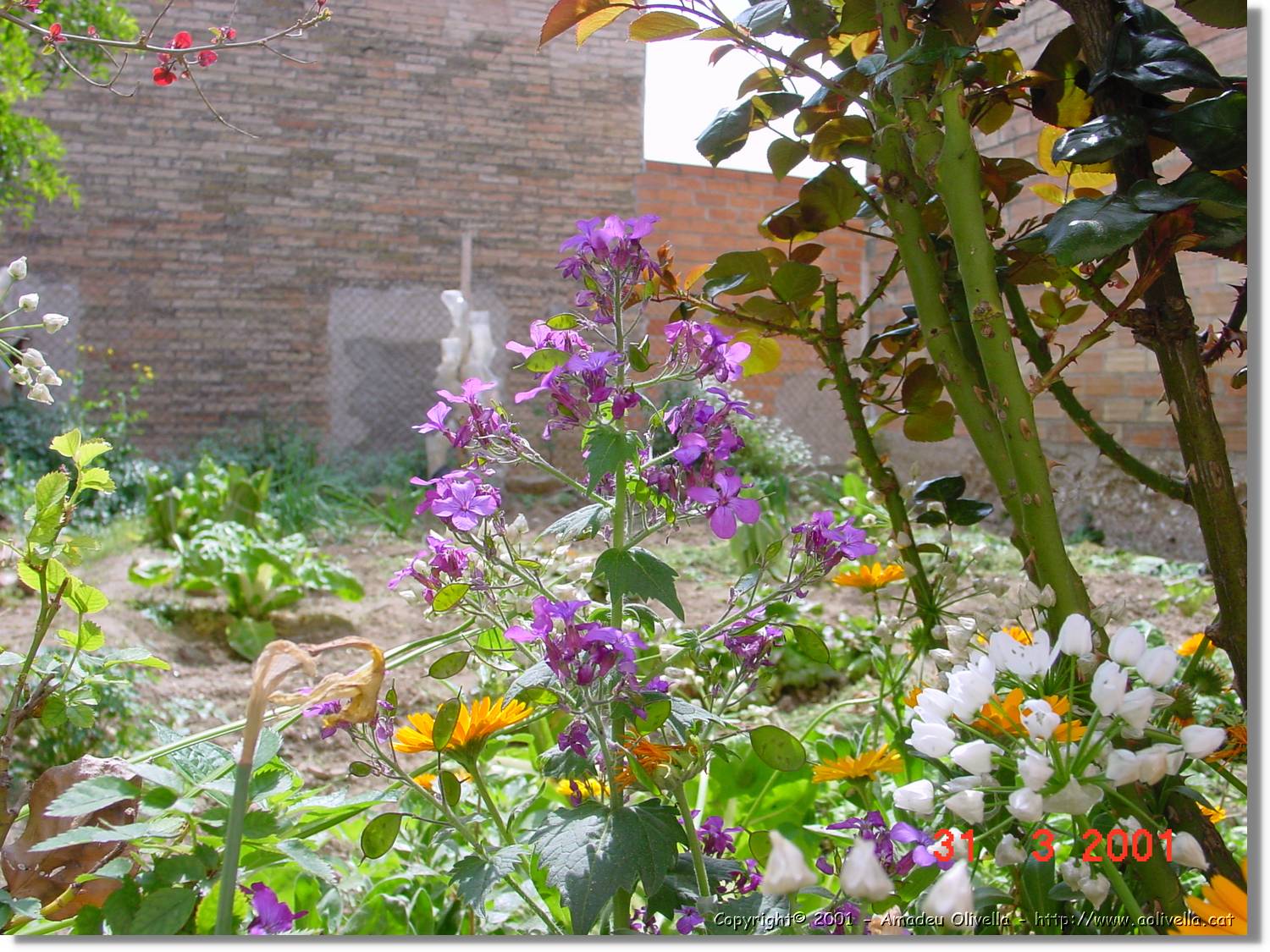 Flors_100.jpg