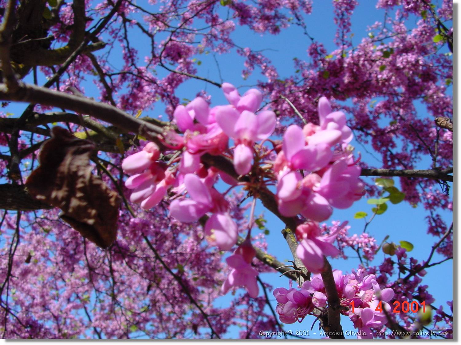 Flors_101.jpg