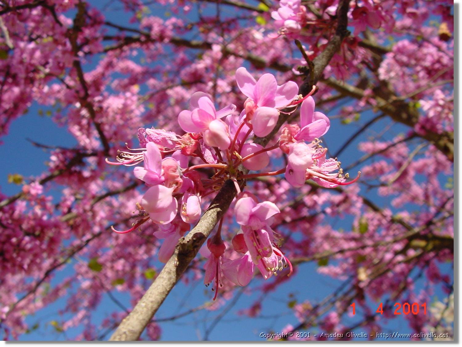 Flors_103.jpg