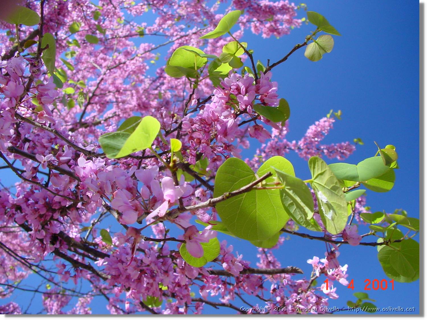 Flors_106.jpg