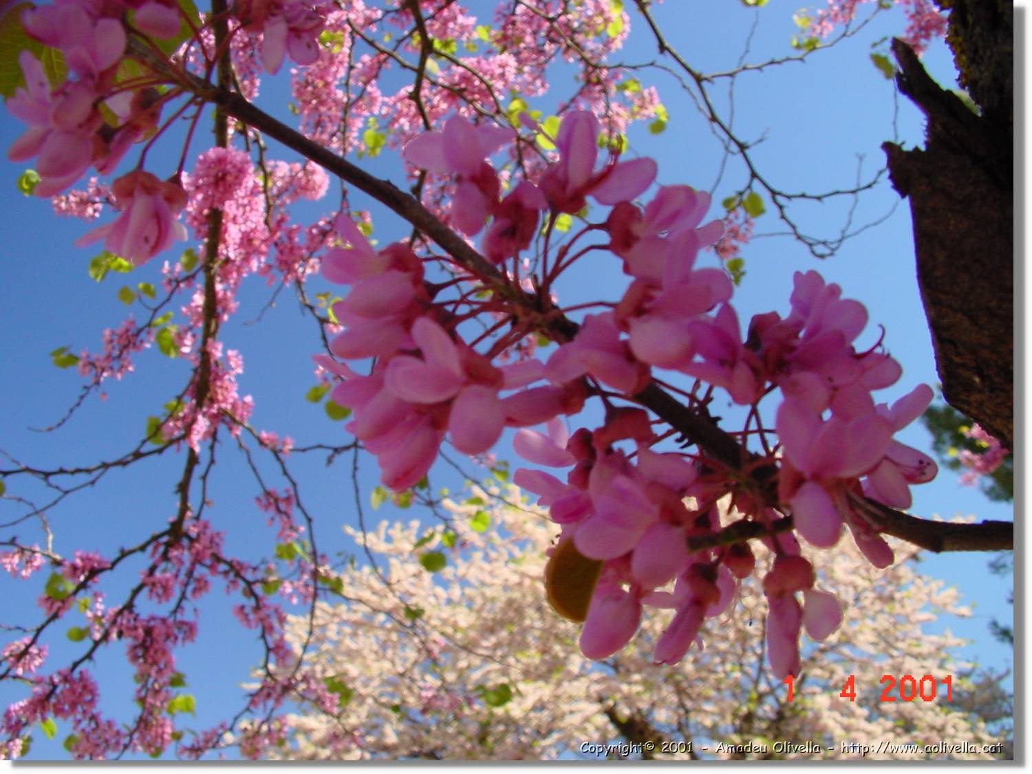 Flors_107.jpg