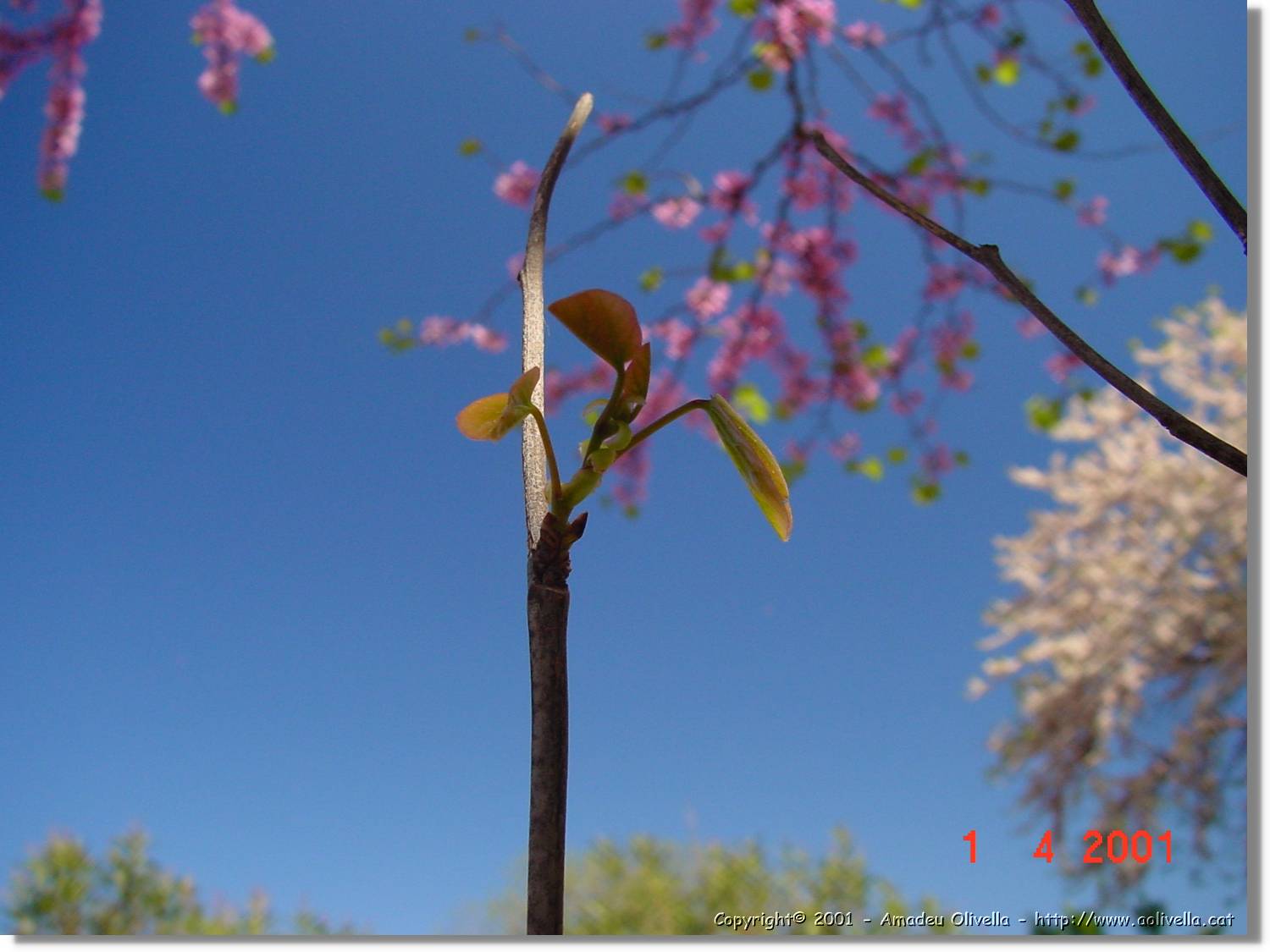 Flors_109.jpg