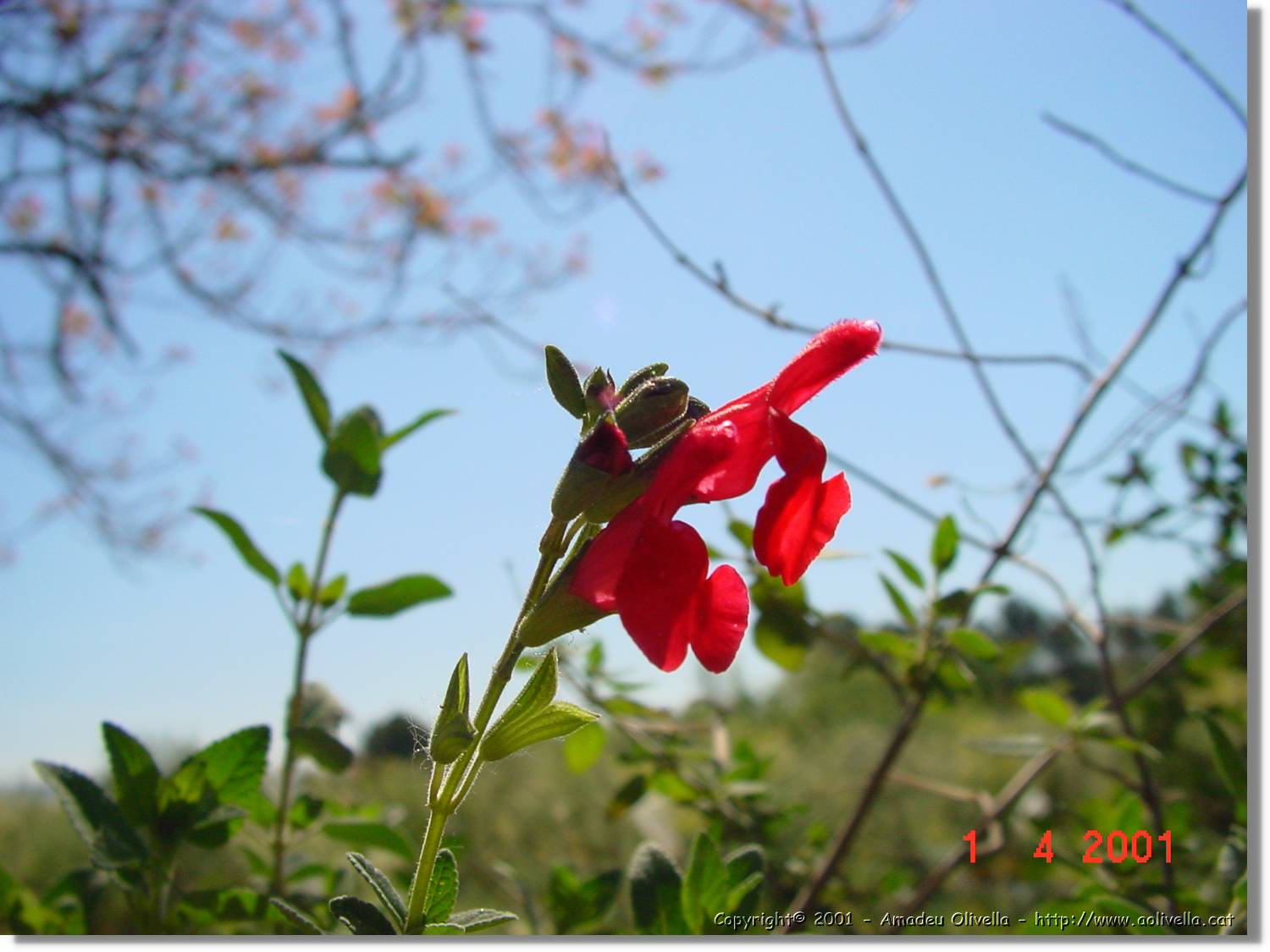 Flors_111.jpg