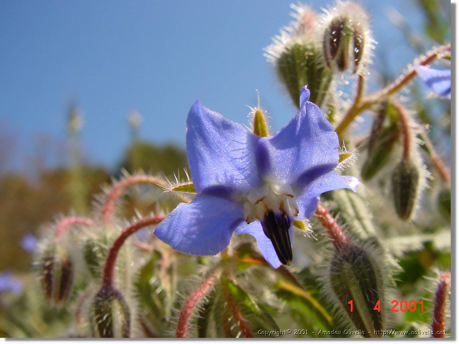 Flors_113.jpg