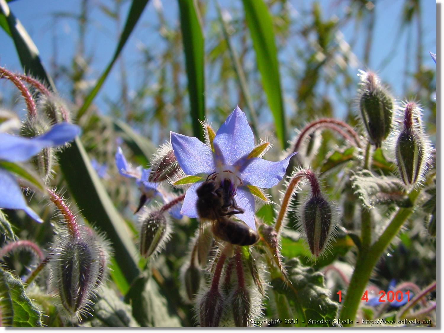 Flors_114.jpg