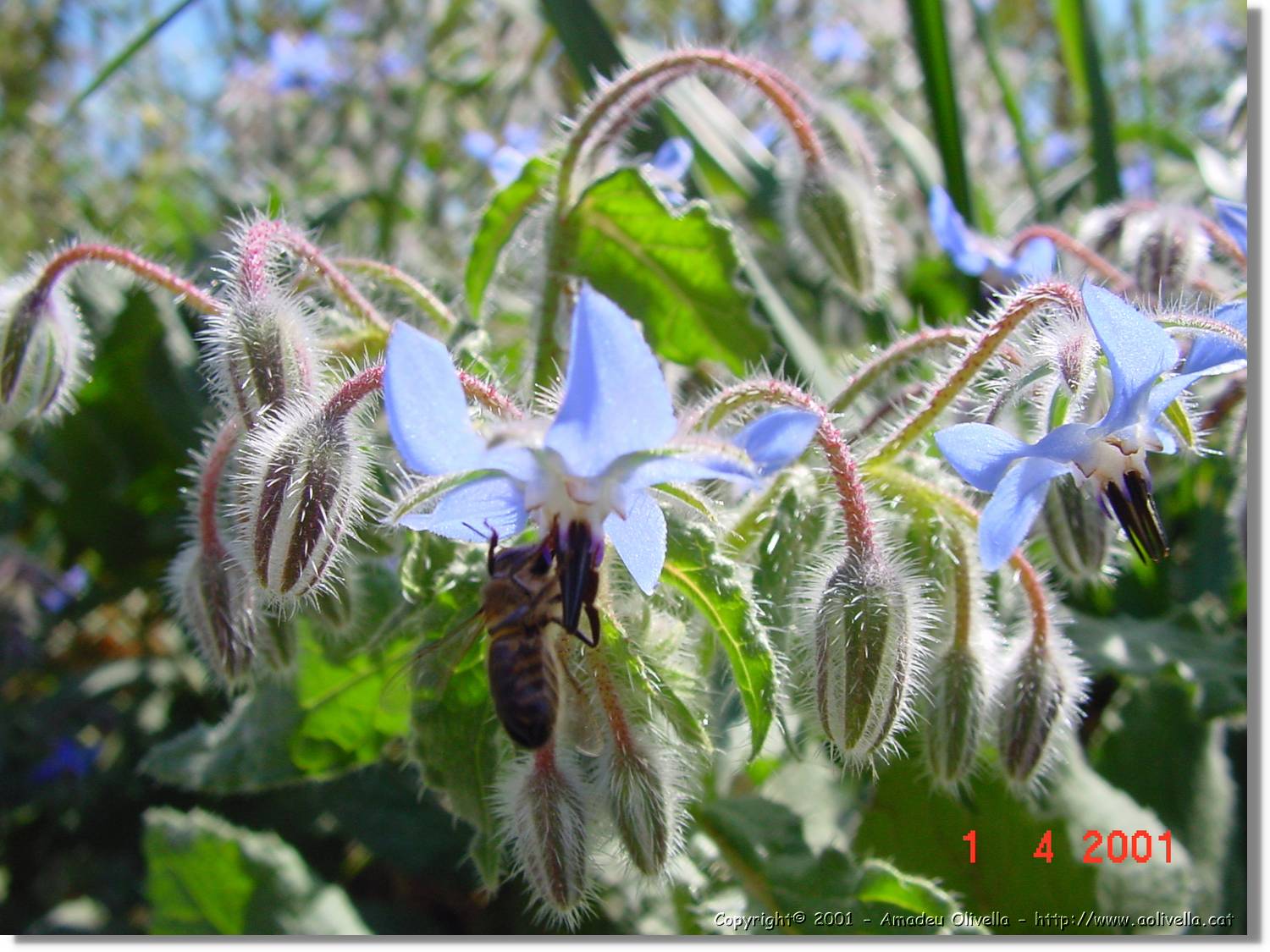 Flors_116.jpg