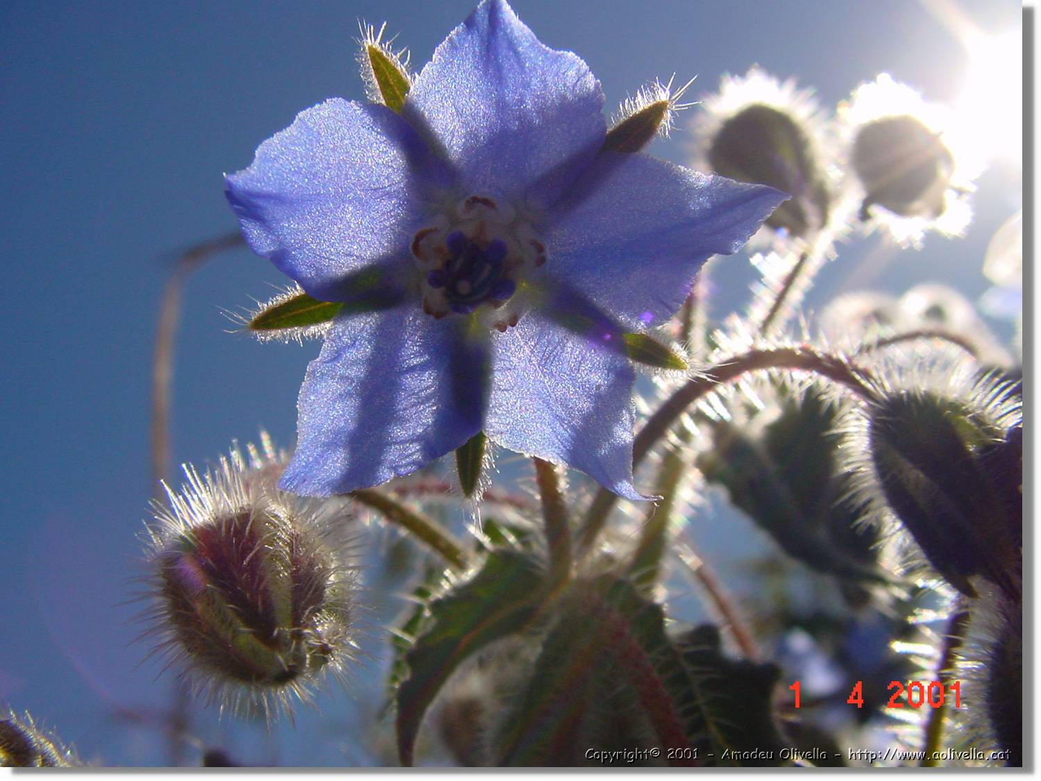 Flors_117.jpg