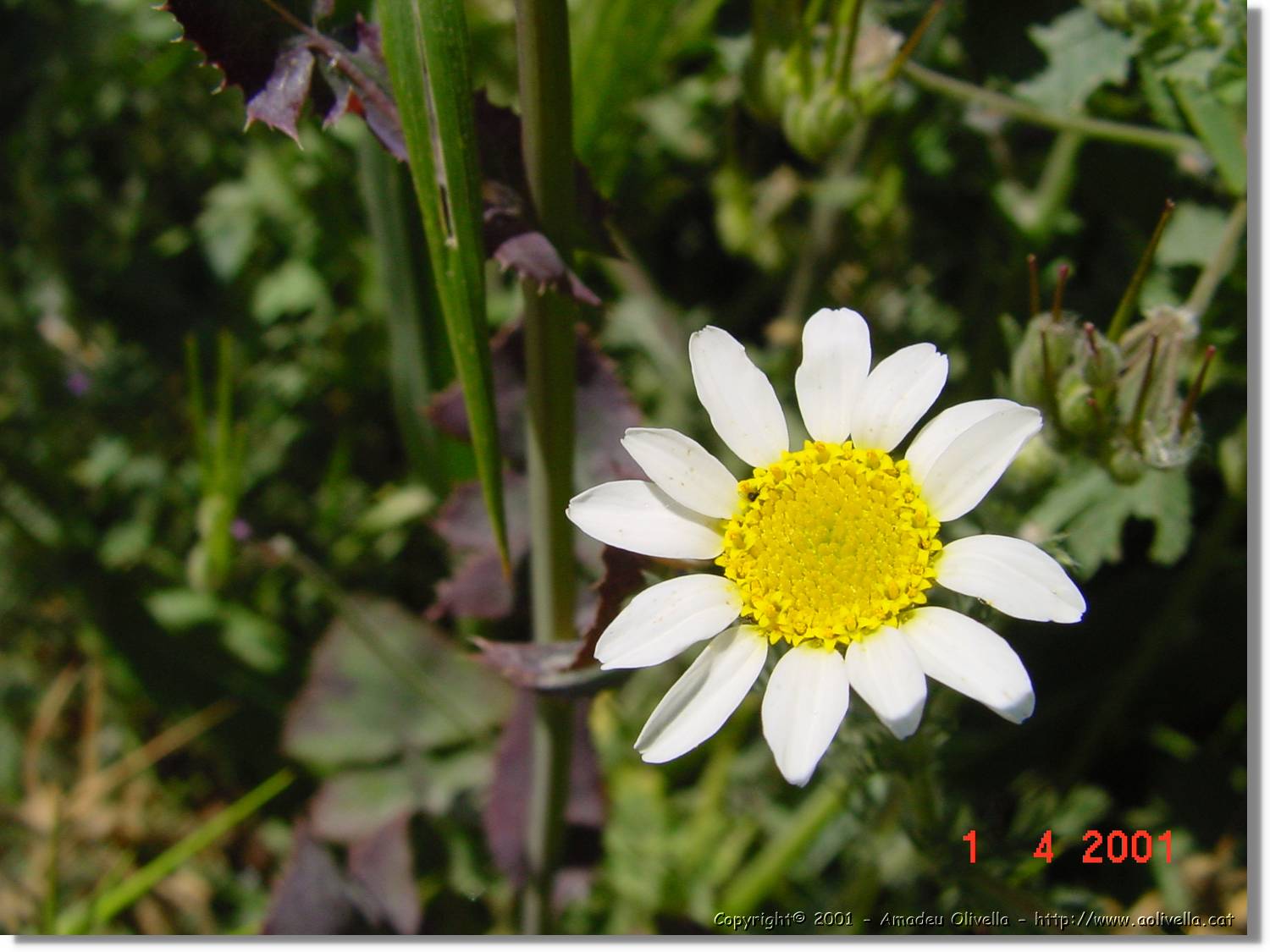 Flors_118.jpg