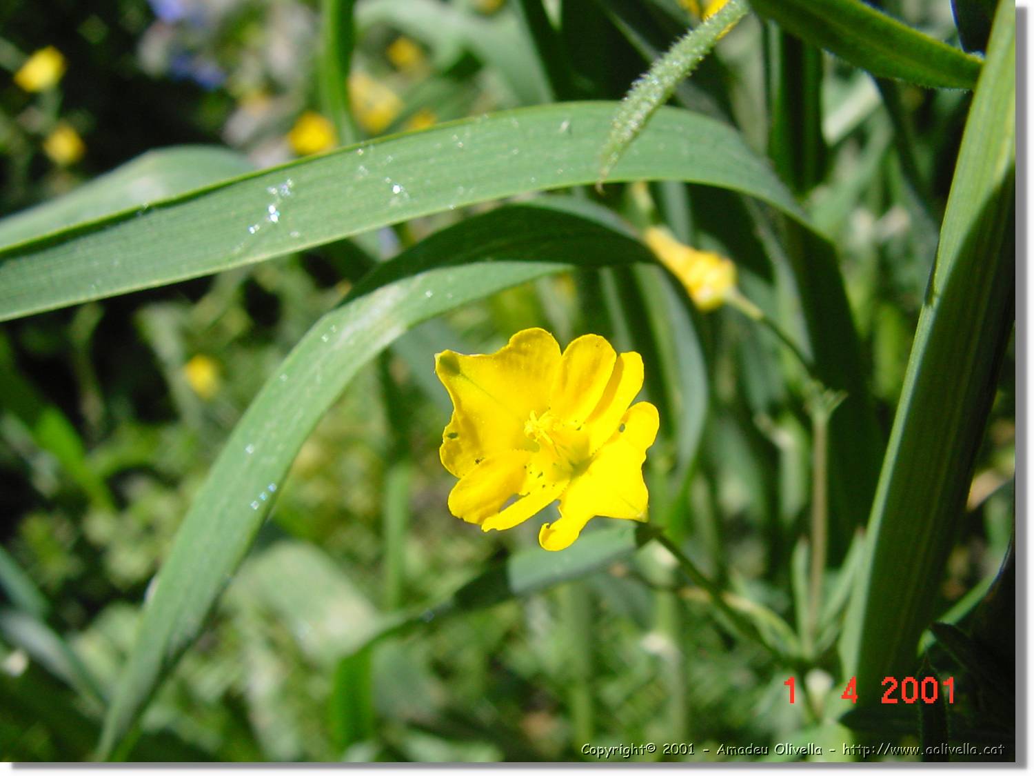 Flors_119.jpg