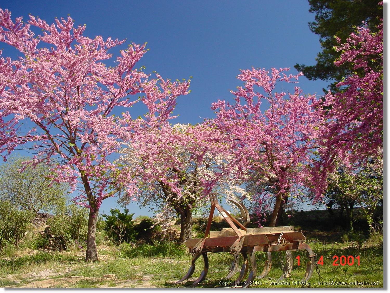 Flors_120.jpg