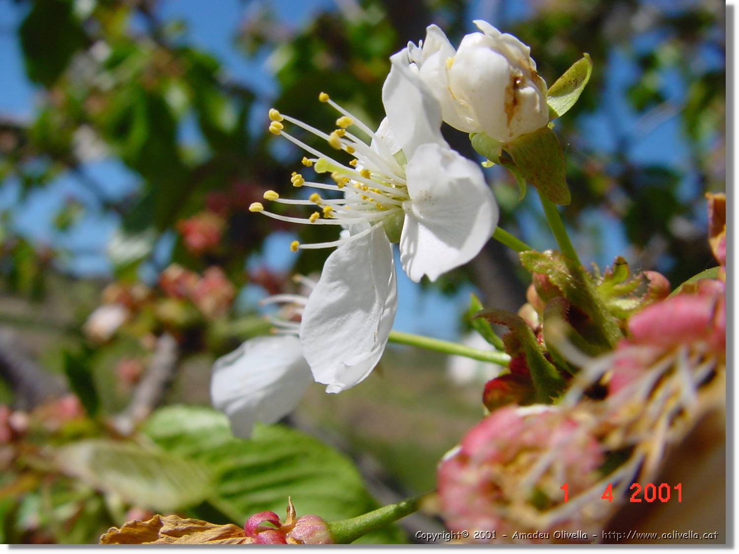 Flors_122.jpg