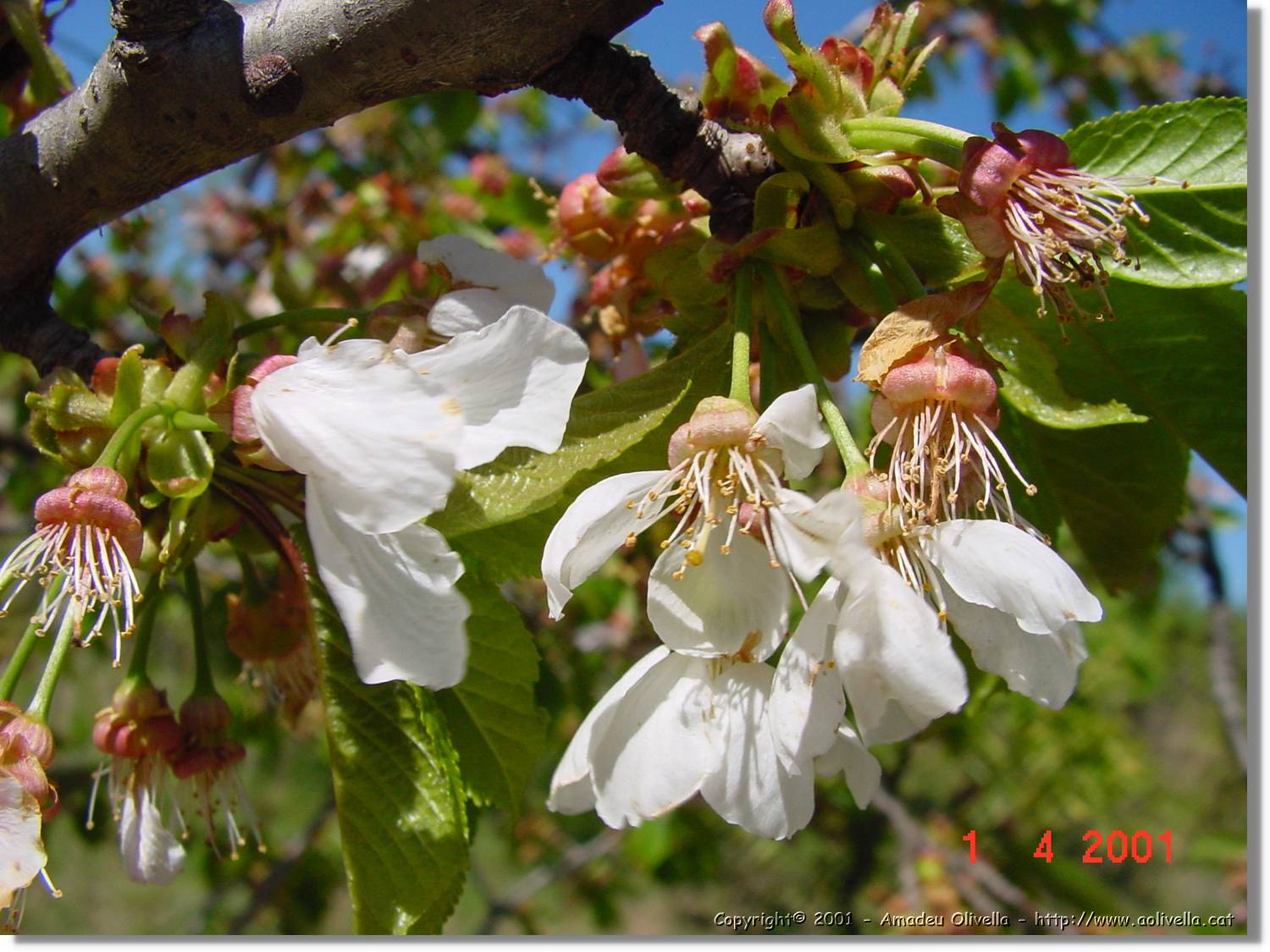 Flors_123.jpg
