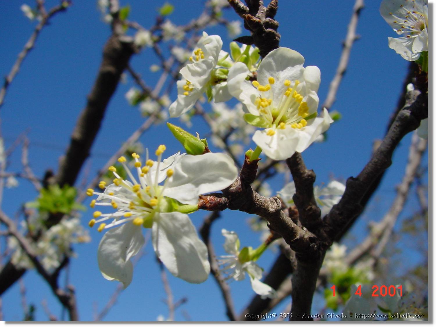 Flors_125.jpg