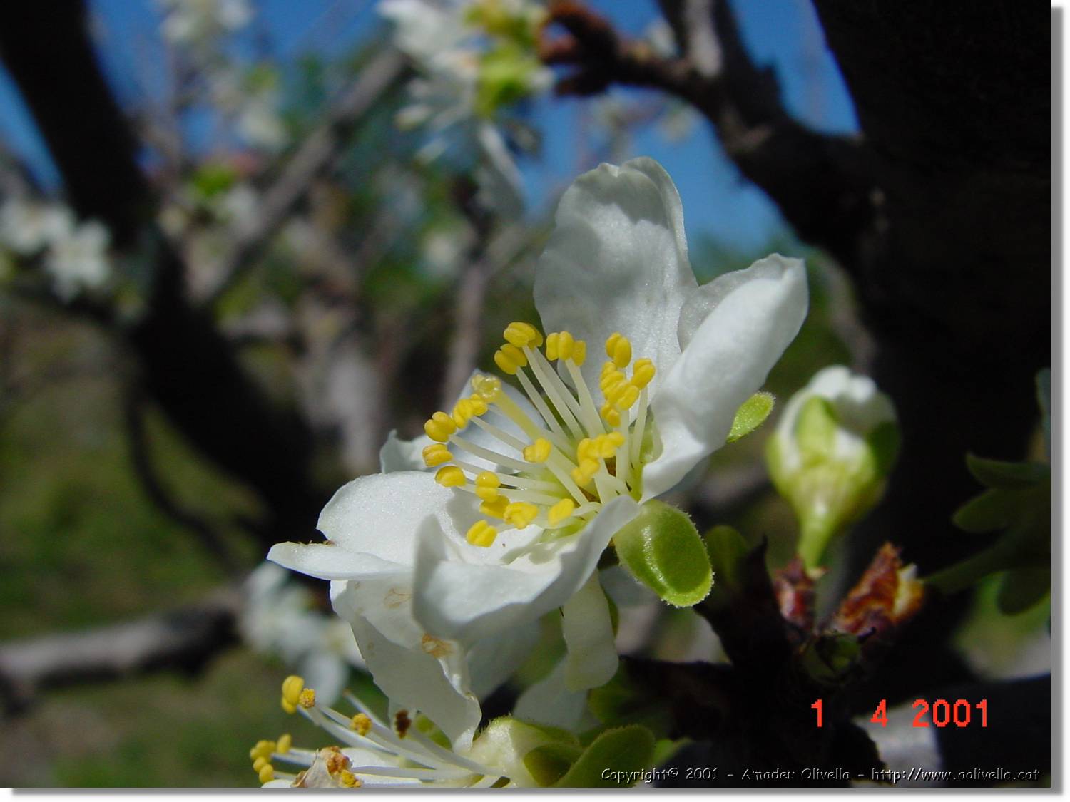 Flors_126.jpg
