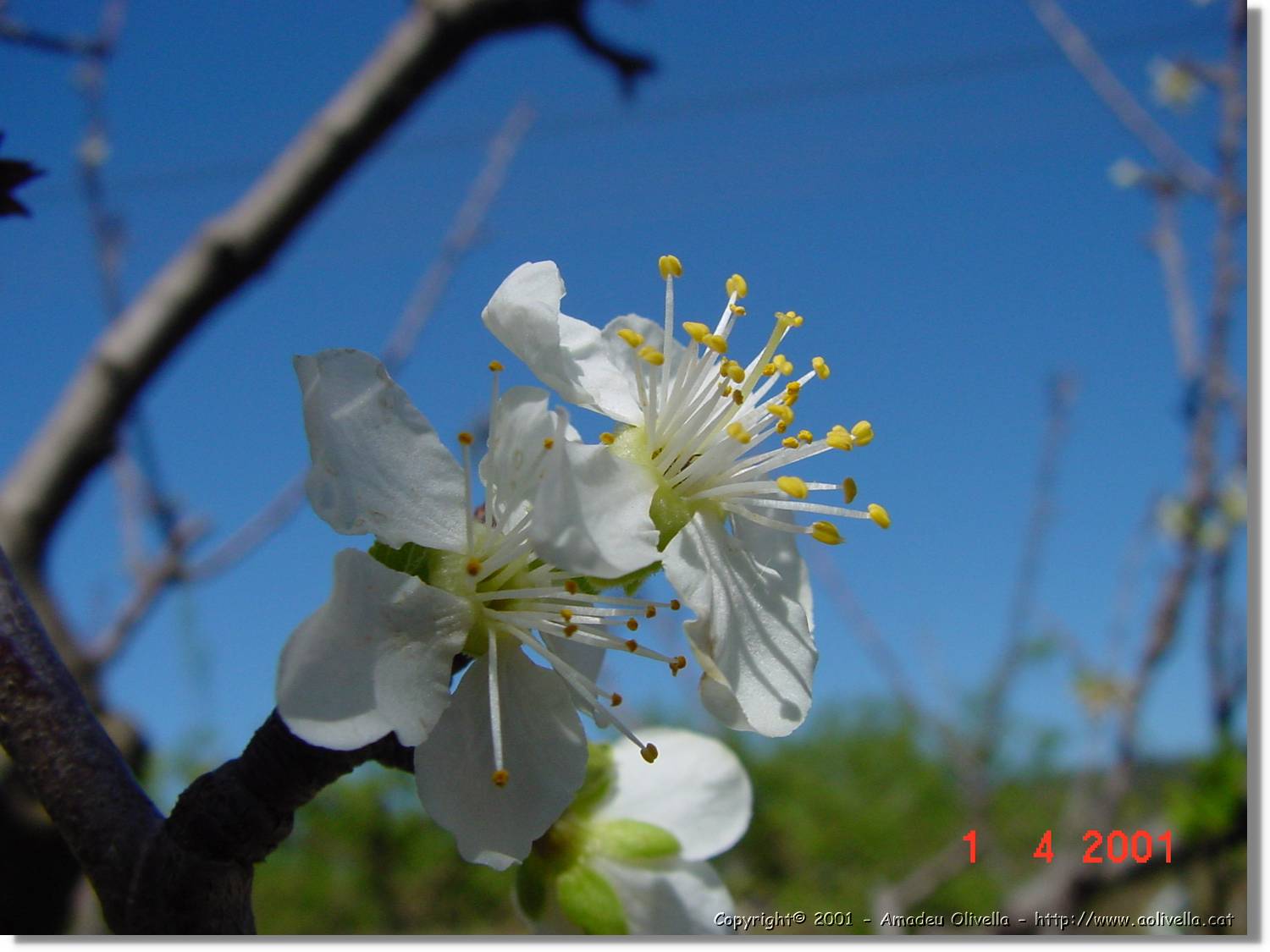 Flors_127.jpg