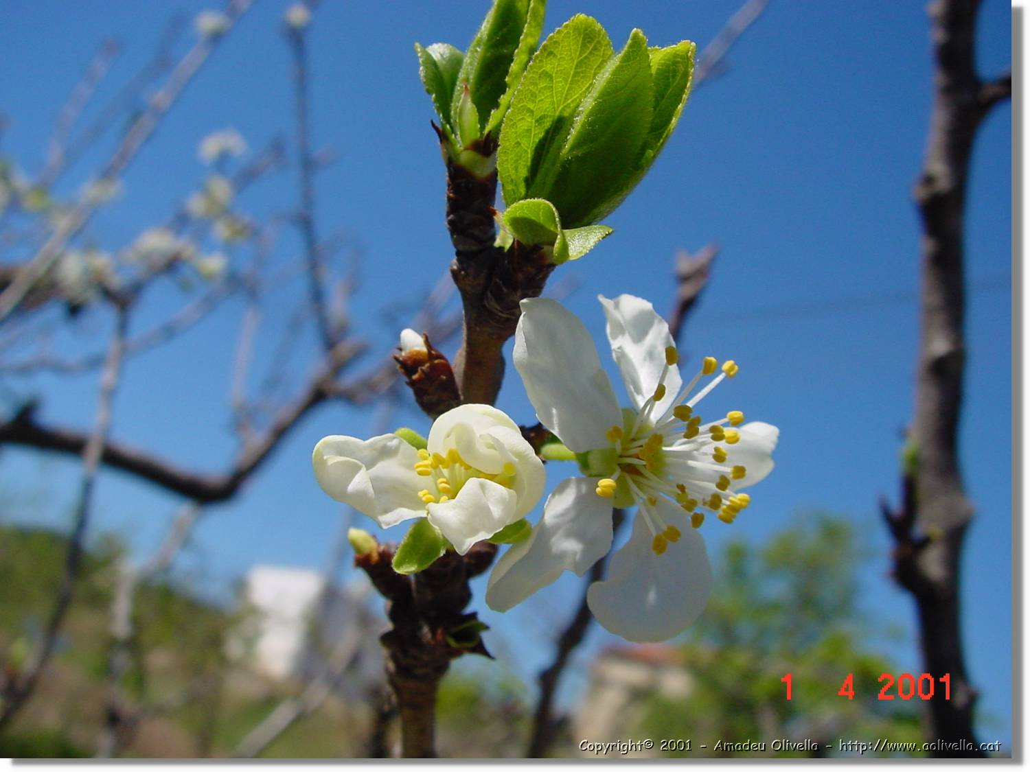 Flors_128.jpg
