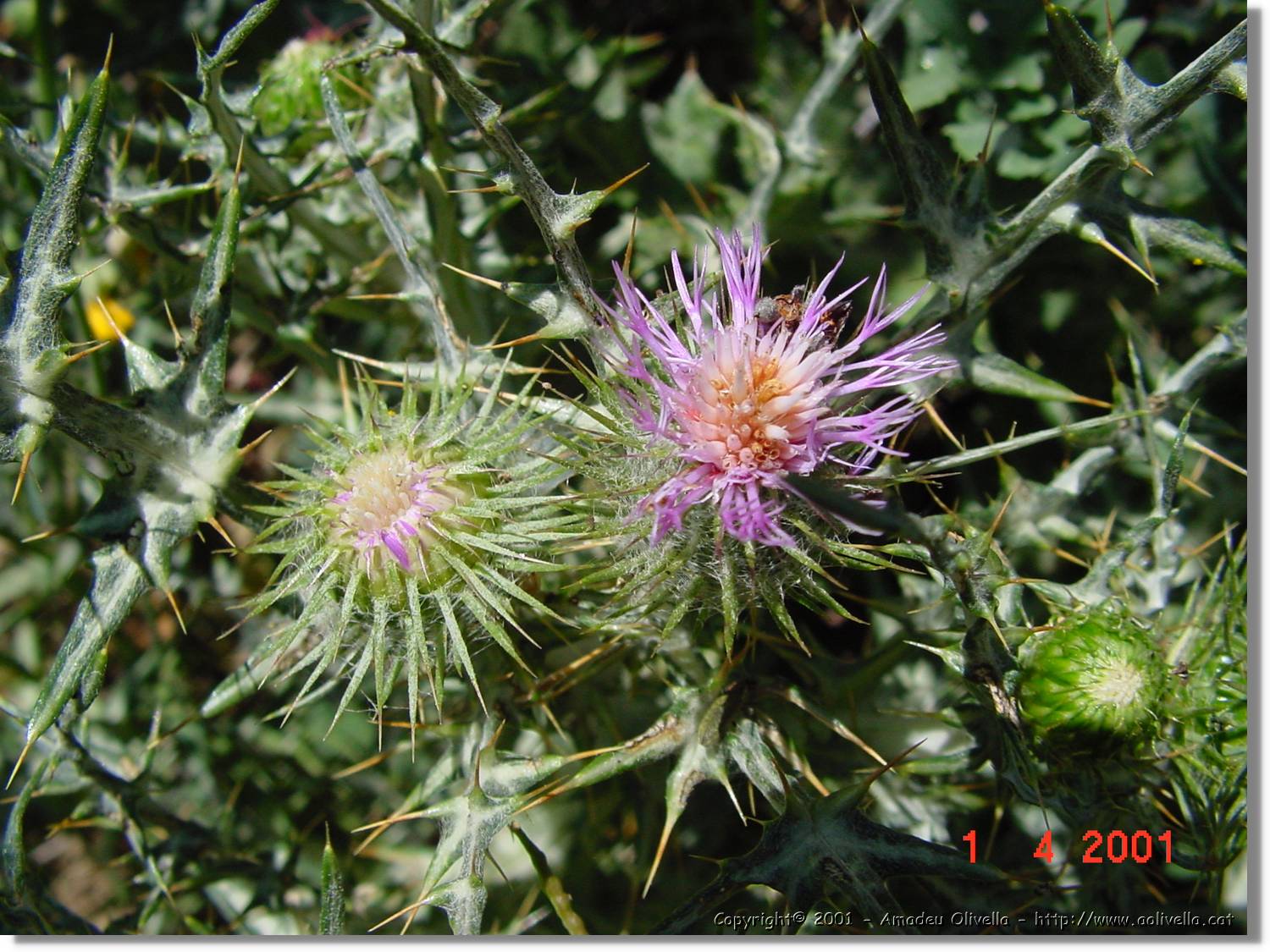 Flors_129.jpg
