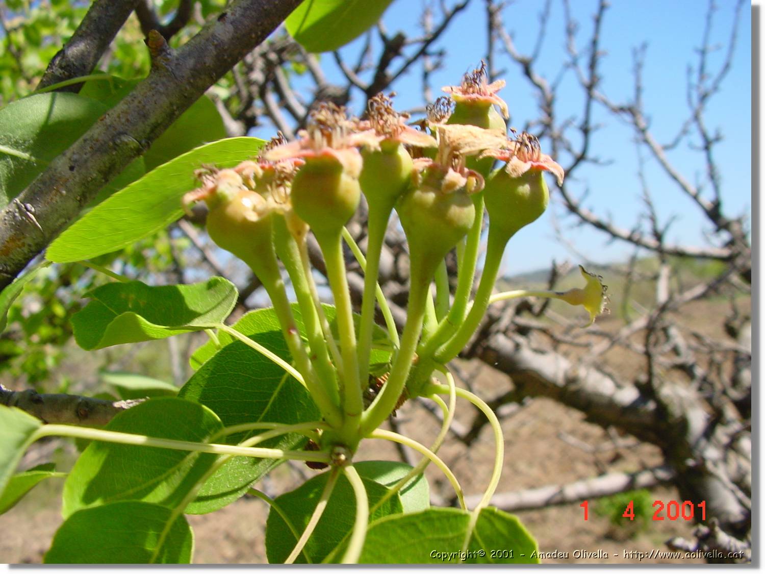 Flors_130.jpg