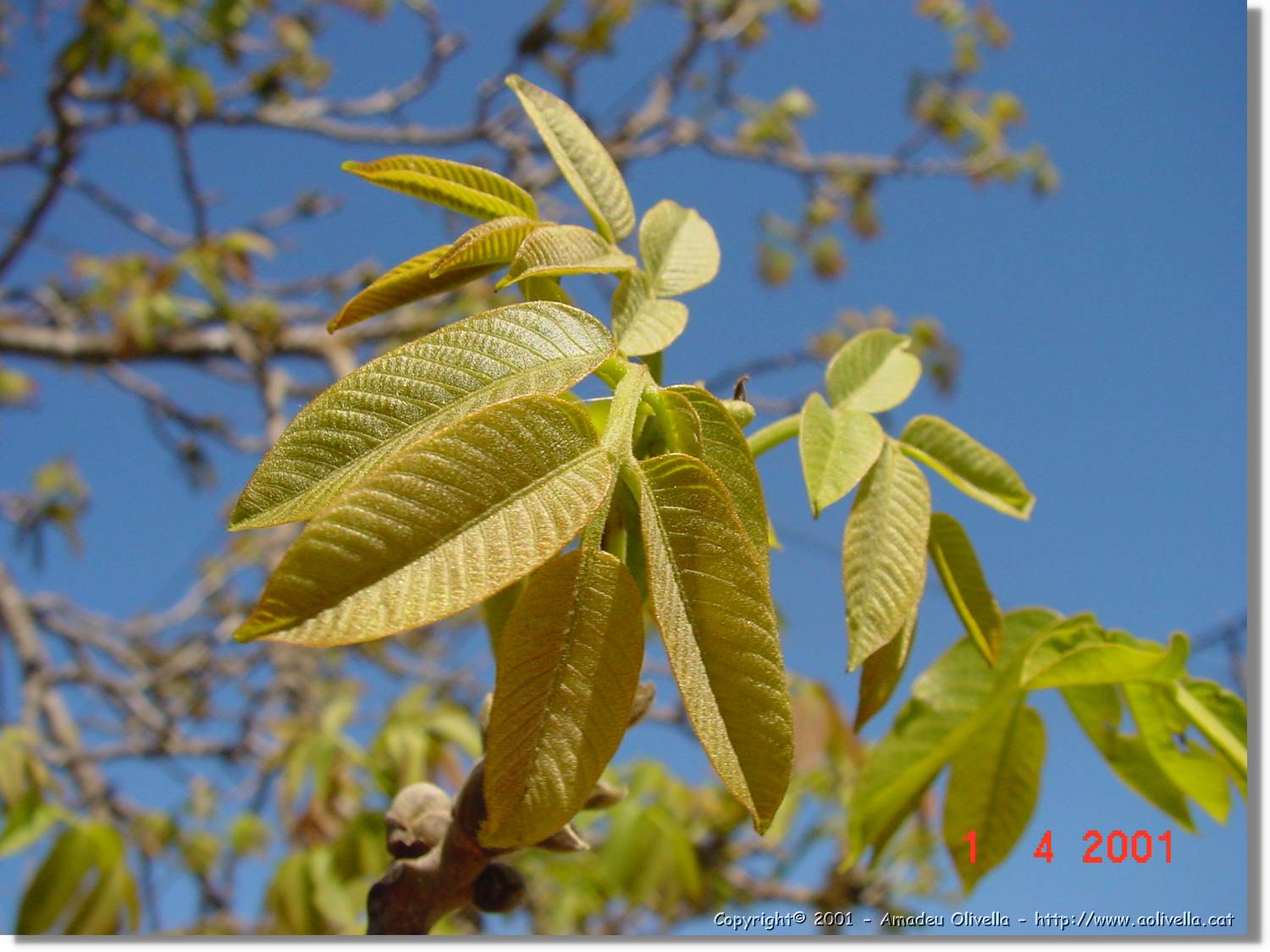 Flors_132.jpg