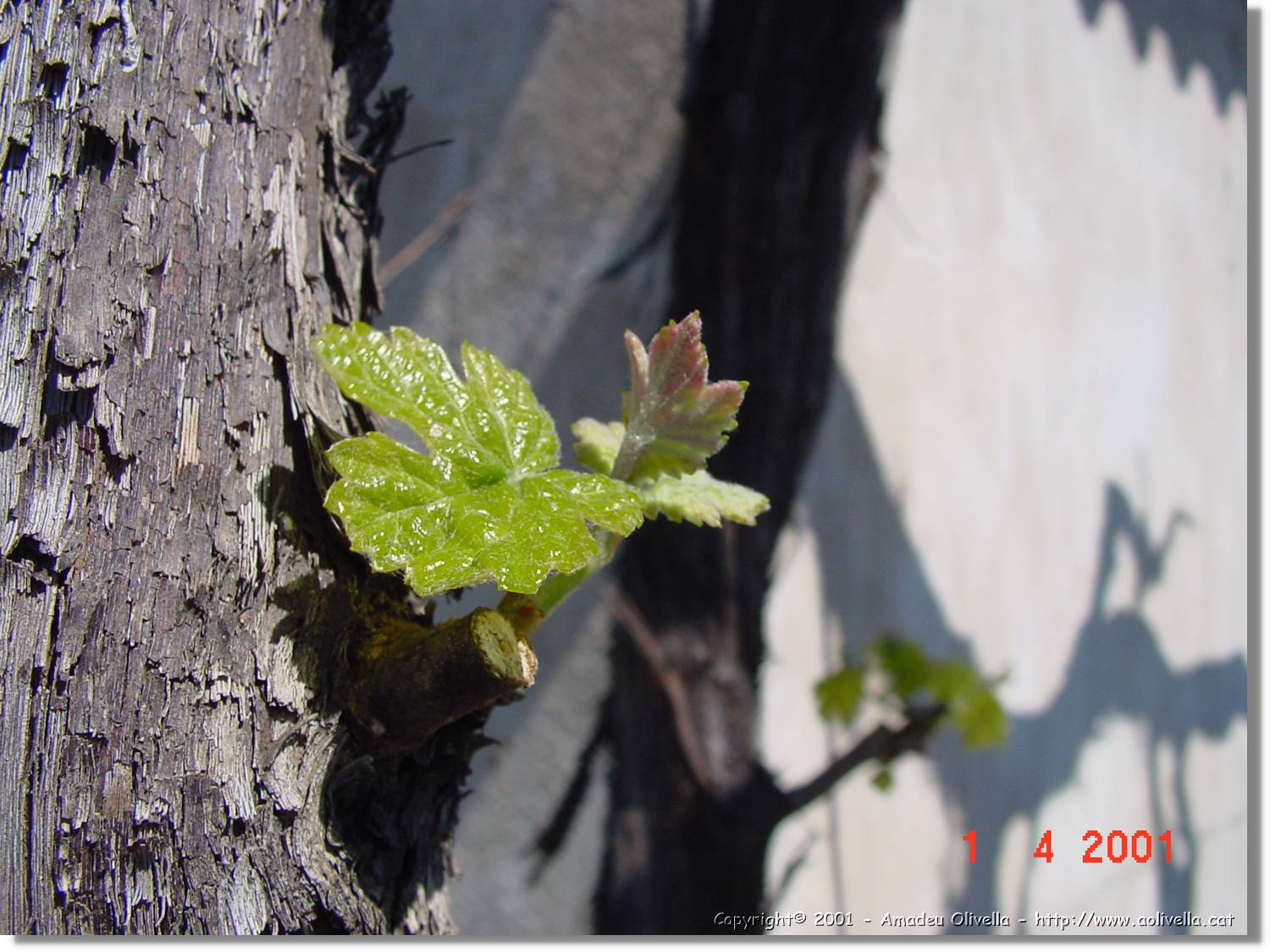 Flors_134.jpg