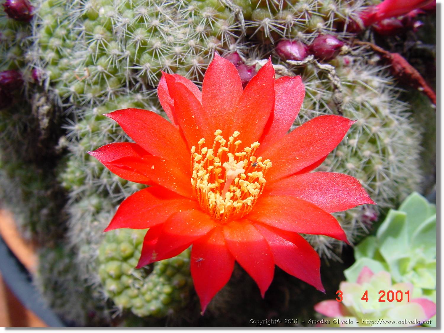 Flors_136.jpg