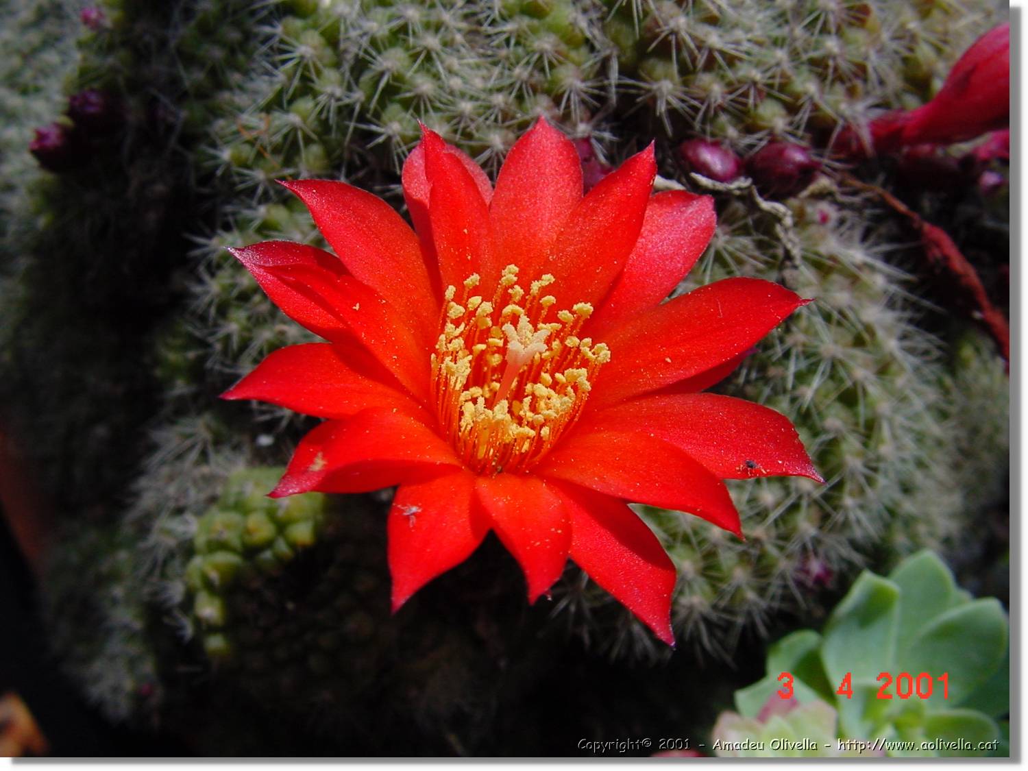 Flors_138.jpg