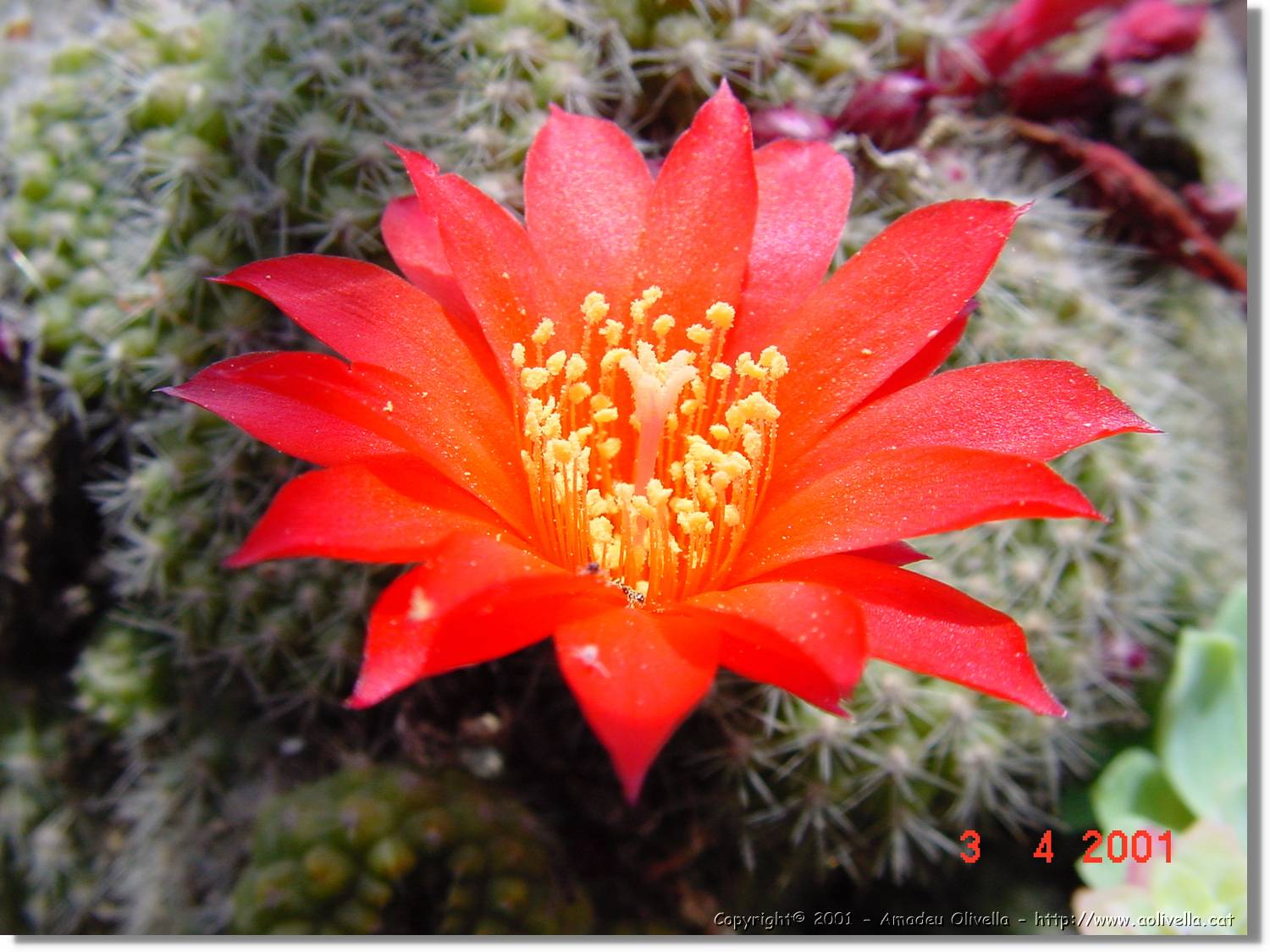 Flors_142.jpg