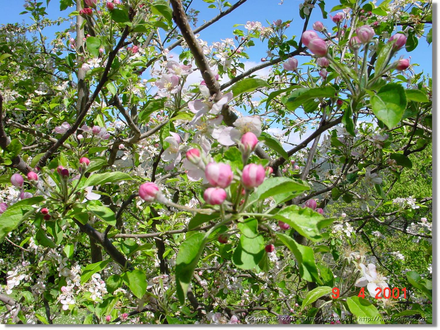 Flors_143.jpg
