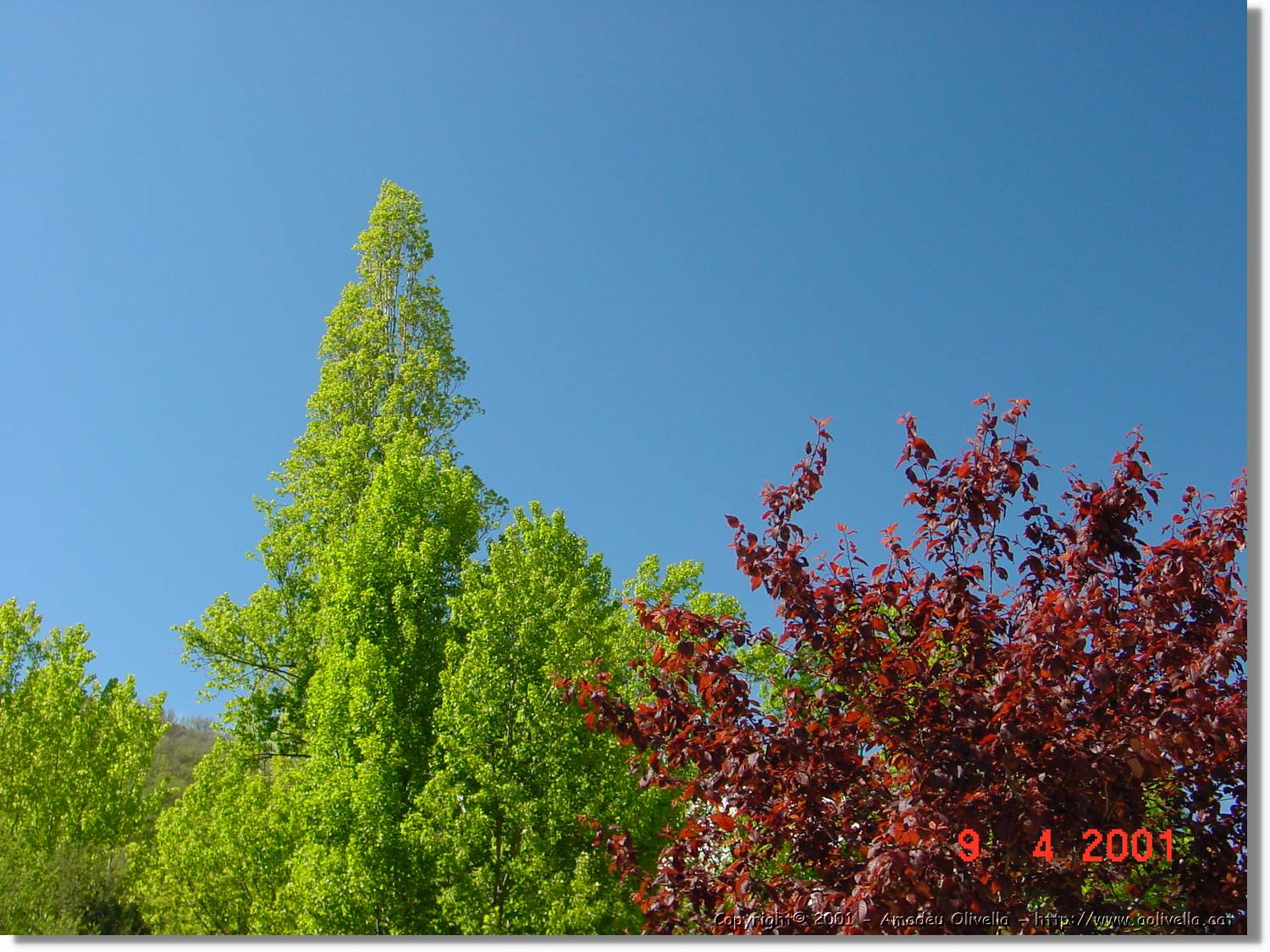 Flors_146.jpg
